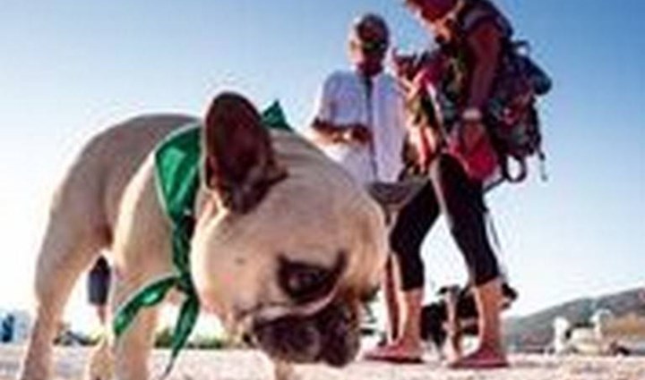 Monty’s Dog Beach & Bar - Spiaggia per cani 10